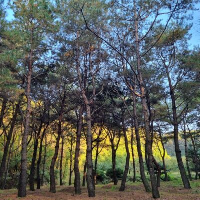 [충북 음성] 소나무(훈련목-모찌) R30점-R45점 80주
