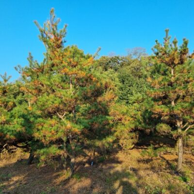 [충북 음성] 조형소나무(반조형) R15점-R20점 50주