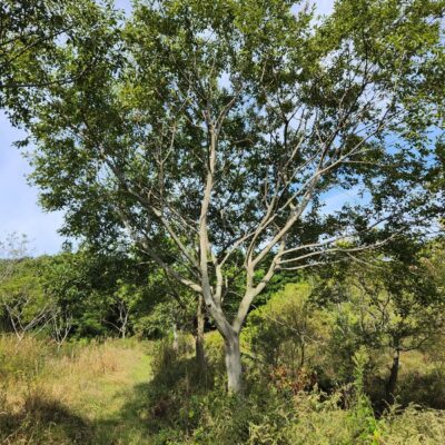 [전북 고창] 팽나무 R15점-R30점 110주