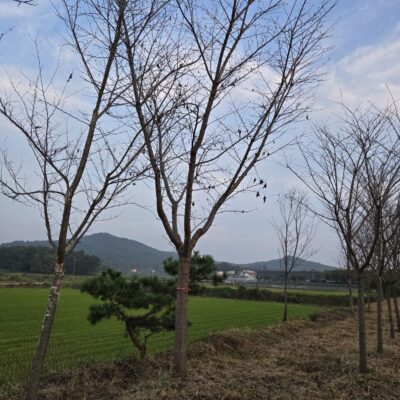 [경기 여주] 왕벚나무 B18점 20주