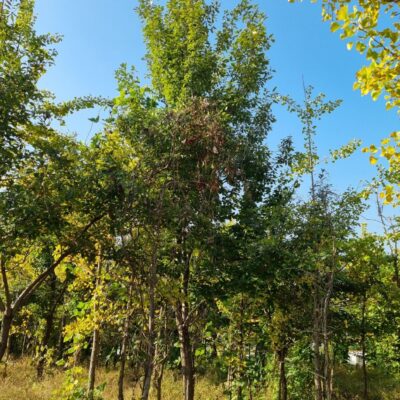 [충남 홍성] 졸참나무 R20점-R25점 19주