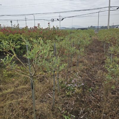 [충남 천안] 삼색버드나무(화이트핑크셀렉스) H1.2 300주