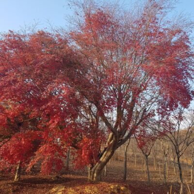 [전북 익산] 단풍나무 R55점 1주