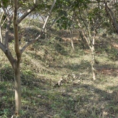 [전남 곡성] 배롱나무 백일홍 R10점-R15점 1000주
