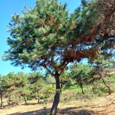 [전북 고창] 소나무 R25점-R35점 300주