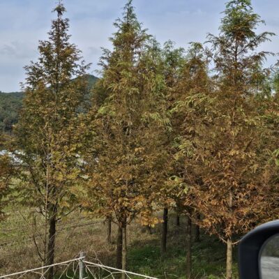 [전북 정읍] 낙우송 R15점 150주