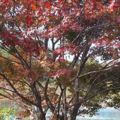 [전북 남원] 홍단풍 R45점 1주