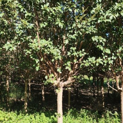 [전북 전주] 이팝나무 R12점-R15점 2000주