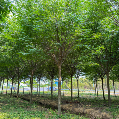 [전남 담양] 느티나무 R15점 200주