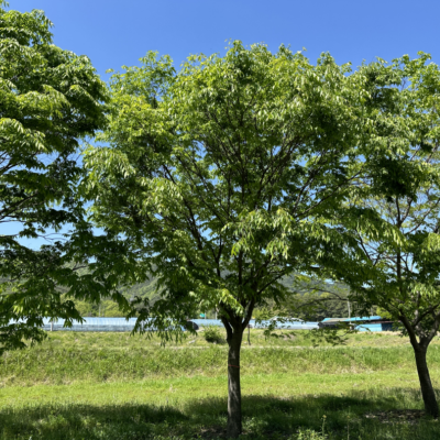 [전남 담양] 느티나무 R30점 30주