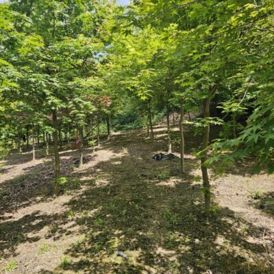 [충북 청주] 청단풍 R8점-R10점 300주