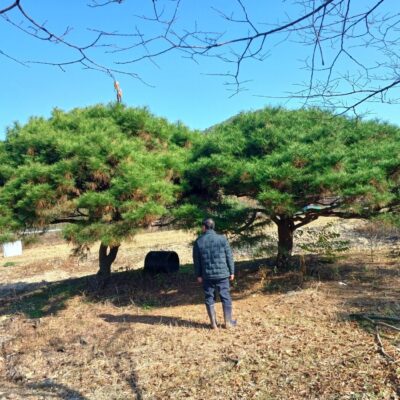 [전북 임실] 소나무 둥근형 R33점 2주