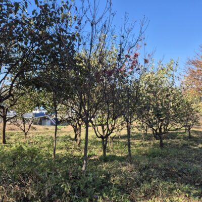 [충남 당진] 감나무 R10점-R15점 30주