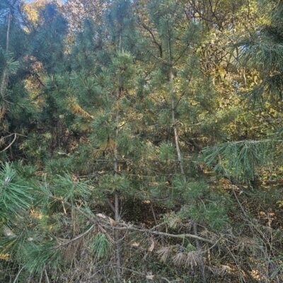 [전북 고창] 해송 H3.0*R8점 200주