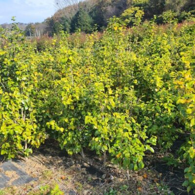 [전남 순천] 동백나무 H1.5*W0.6 500주