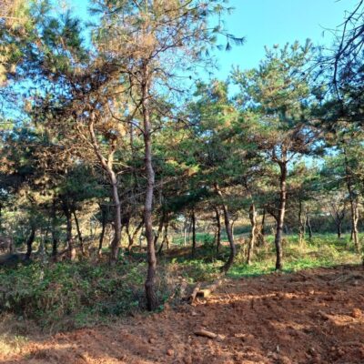 [전북 익산] 소나무 R20점-R30점 200주