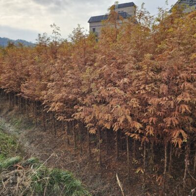 [충북 청주] 메타세콰이아 B3점-B5점 5000주
