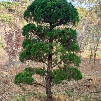 [전북 익산] 조형가이즈까향나무 H4.0-H5.0*W1.5-W2.0 80주