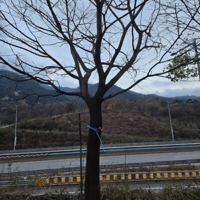 [전북 남원] 팽나무 R30점-R35점 30주