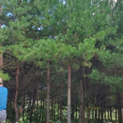 [강원 삼척] 소나무 장송 R20점-R30점 500주