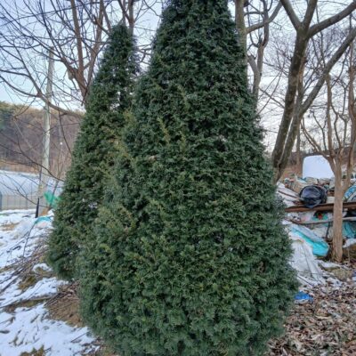 [충남 서산] 주목 H3.0-H4.0 15주