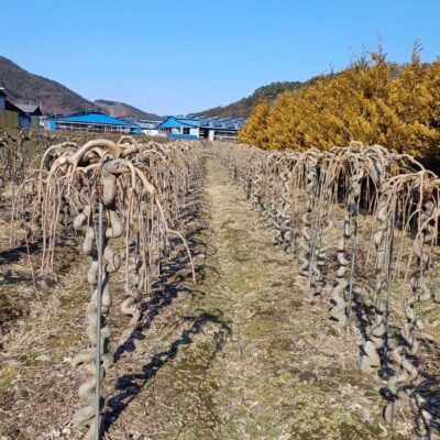 [전북 익산] 수양뽕나무 R10주 300주