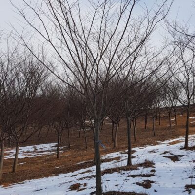 [경기 평택] 느티나무 R15점 3000주