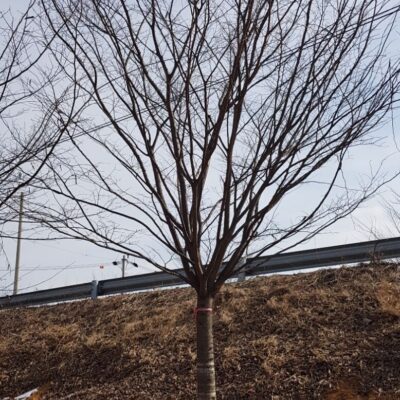 [경기 평택] 느티나무 R20점 400주