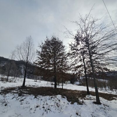 [경기 안성] 대왕참나무 R30점 5주