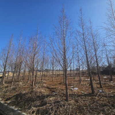 [경기 이천] 메타세콰이아 B8점-B12점 200주