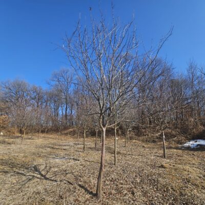 [경기 이천] 모과나무 R8점-R10점 150주