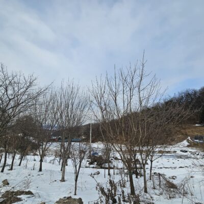 [경기 안성] 물푸레나무 R20점-R25주 18주