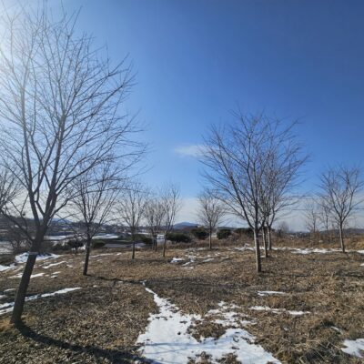 [경기 안성] 왕벚나무 B15점 9주