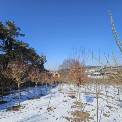 [경기 이천] 청단풍 R8점-R10점 250주