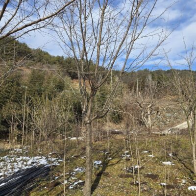 [전남 곡성] 산벚나무 B10점-B12점 100주