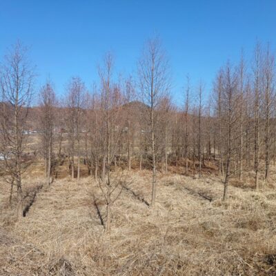 [충북 청주] 낙우송 R18점-R20점 200주