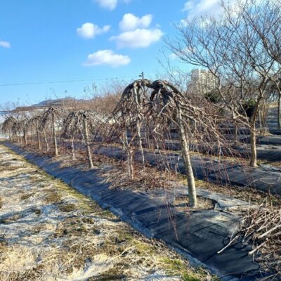[전북 익산] 능수꽃복숭아 R12점-R15점 30주