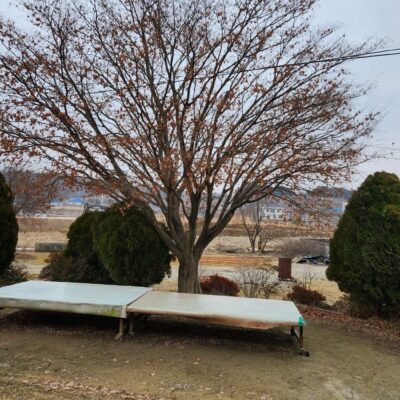 [충남 서산] 청단풍 R60점 1주