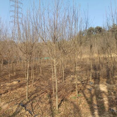 [전북 익산] 중국단풍 R6점-R8점 2000주