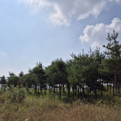 [충북 괴산] 소나무 R15점-R20점 200주