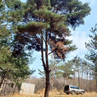 [충남 부여] 소나무 R80점 1주