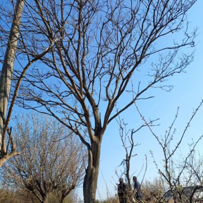 [전북 익산] 회화나무 R45점 1주