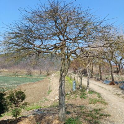 [전북 익산] 수양단풍(공작단풍) H4.0*R25점 1주