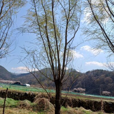 [전북 익산] 수양버들(능수버들) R25점-R30점 100주