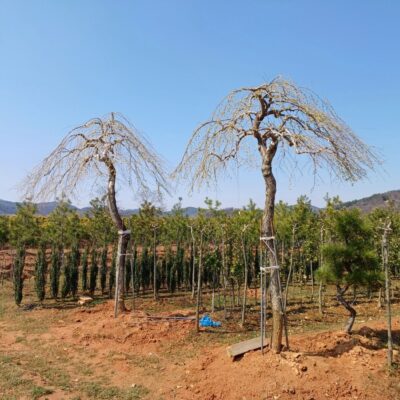 [전북 익산] 수양회화나무 R20점 2주