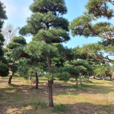 [전북 고창] 소나무 R20점-R30점 300주