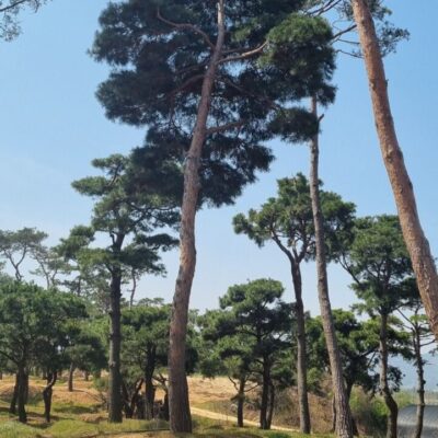 [전북 고창] 소나무 R50점-R60점 300주