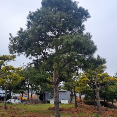 [전북 고창] 소나무 35점 30주