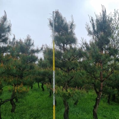 [전북 정읍] 조형 육송 R15점-R20점 450주