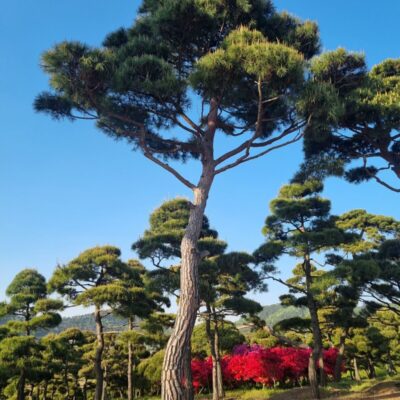 [전북 고창] 소나무 특수목 R50점-R60점